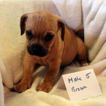 Thumbnail photo of Sammy #4