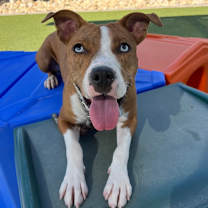 adopt-pet