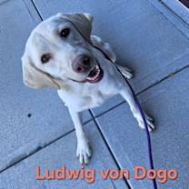 Thumbnail photo of Ludwig #1