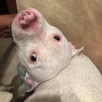 Thumbnail photo of Blanco #4