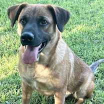 adopt-pet