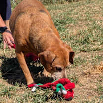 Thumbnail photo of Dexter #2