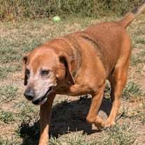 Thumbnail photo of Dexter #3