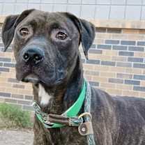 adopt-pet