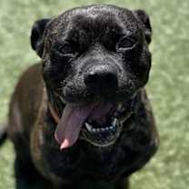 adopt-pet