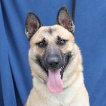 Thumbnail photo of Slinky #1