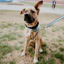 Thumbnail photo of Daphne #3