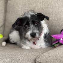 Thumbnail photo of Nelson #2