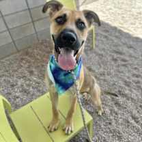 adopt-pet