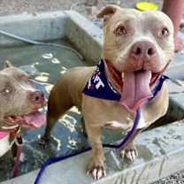 adopt-pet