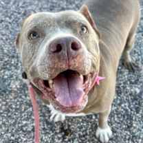 adopt-pet