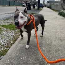 Thumbnail photo of Sadie #2