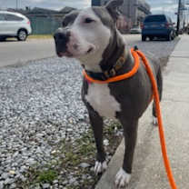 Thumbnail photo of Sadie #3