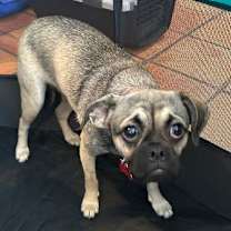 Thumbnail photo of Mocha #3