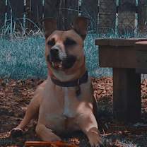 Thumbnail photo of Willow #3