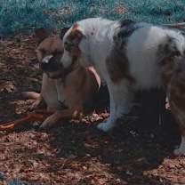 Thumbnail photo of Willow #4