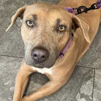 Thumbnail photo of Poppy #1