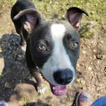 Thumbnail photo of Zelda #1