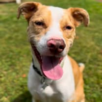 Thumbnail photo of Atlas #1