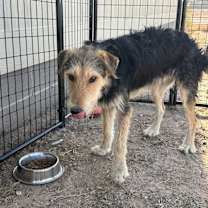 adopt-pet