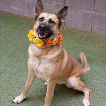 Thumbnail photo of Magnolia TAF OS #3