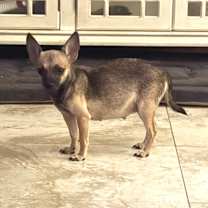adopt-pet