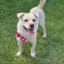adopt-pet