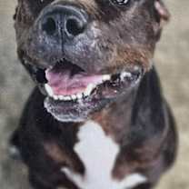 Thumbnail photo of Onyx #1