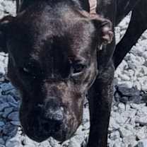 Thumbnail photo of Onyx #2