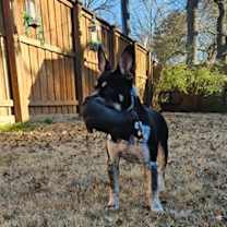 Thumbnail photo of Franklin #3