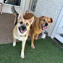 Thumbnail photo of Puddles #3