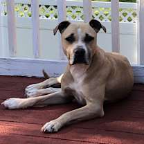 Thumbnail photo of Bella #1