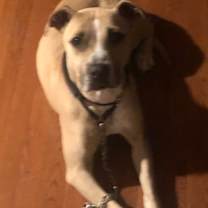 Thumbnail photo of Bella #2