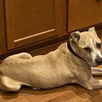 Thumbnail photo of Bella #3