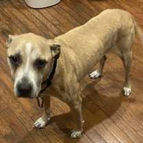 Thumbnail photo of Bella #4