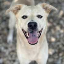 Thumbnail photo of STELLA BELLA #1