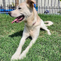 Thumbnail photo of STELLA BELLA #2