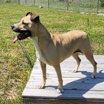 Thumbnail photo of Violet #3