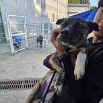 adopt-pet