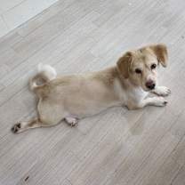 adopt-pet