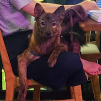 adopt-pet
