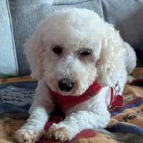 adopt-pet