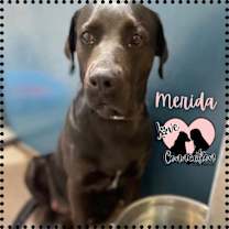 adopt-pet