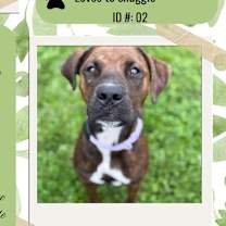 Thumbnail photo of Lucy #1