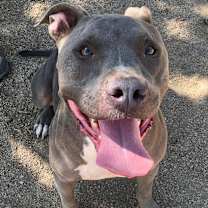 Thumbnail photo of TOMMY #1