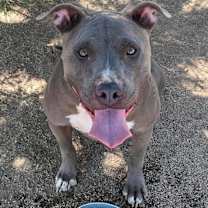 Thumbnail photo of TOMMY #2