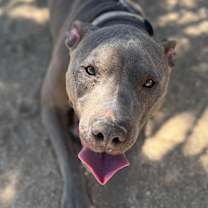 Thumbnail photo of TOMMY #1