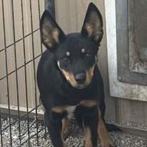 Thumbnail photo of Dingo #1