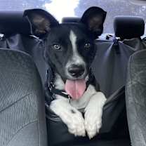 Thumbnail photo of Randall #2