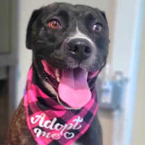 Thumbnail photo of Molly #3